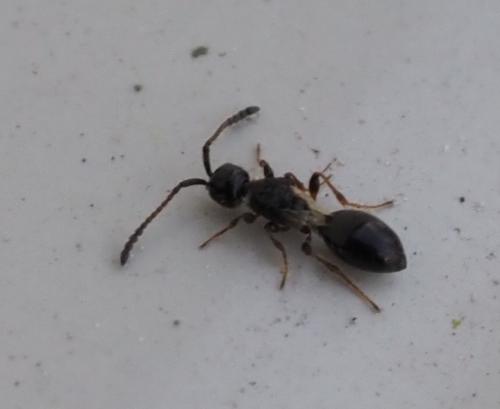 Aneuropria foersteri